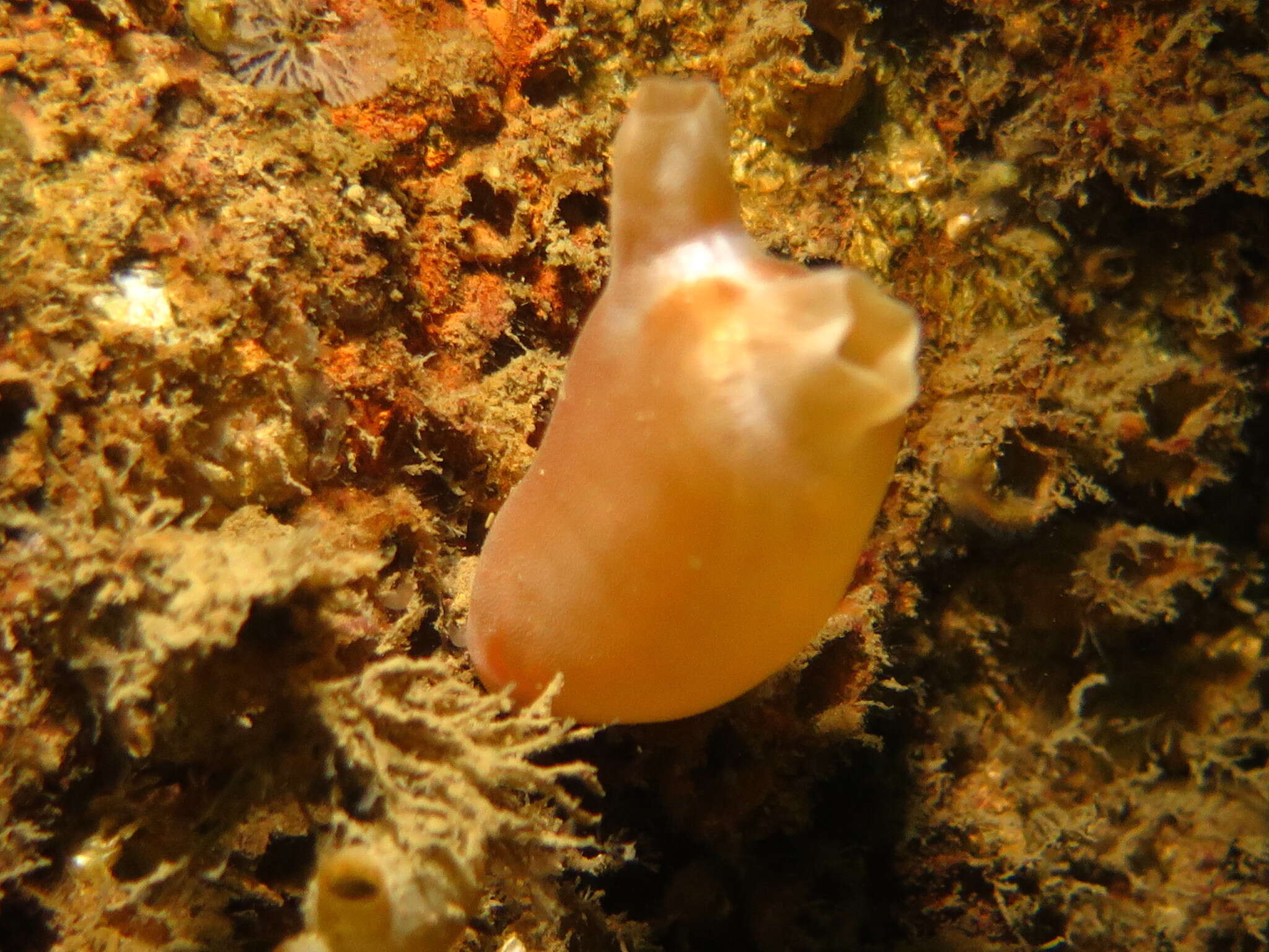Image of Sea peach