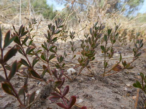 Image of Roepera sessilifolia (L.) Beier & Thulin