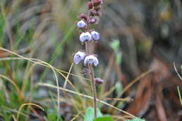 Image of Veronica piroliformis Franch.