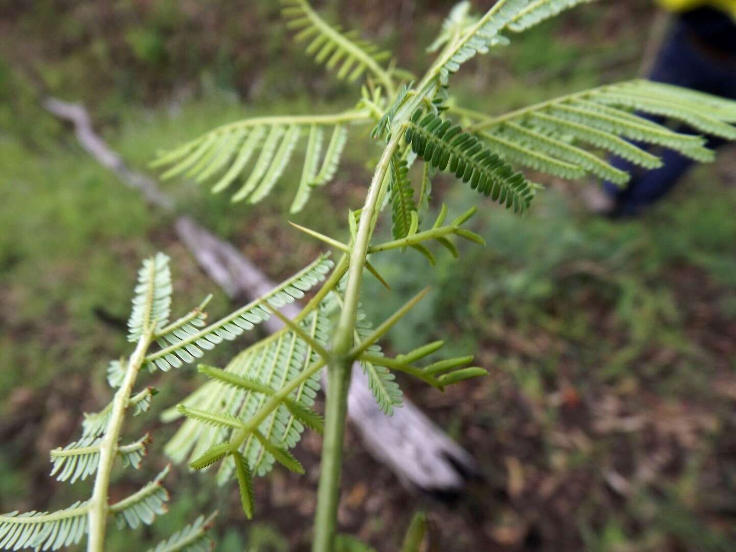 Vachellia bidwillii (Benth.) Kodela resmi