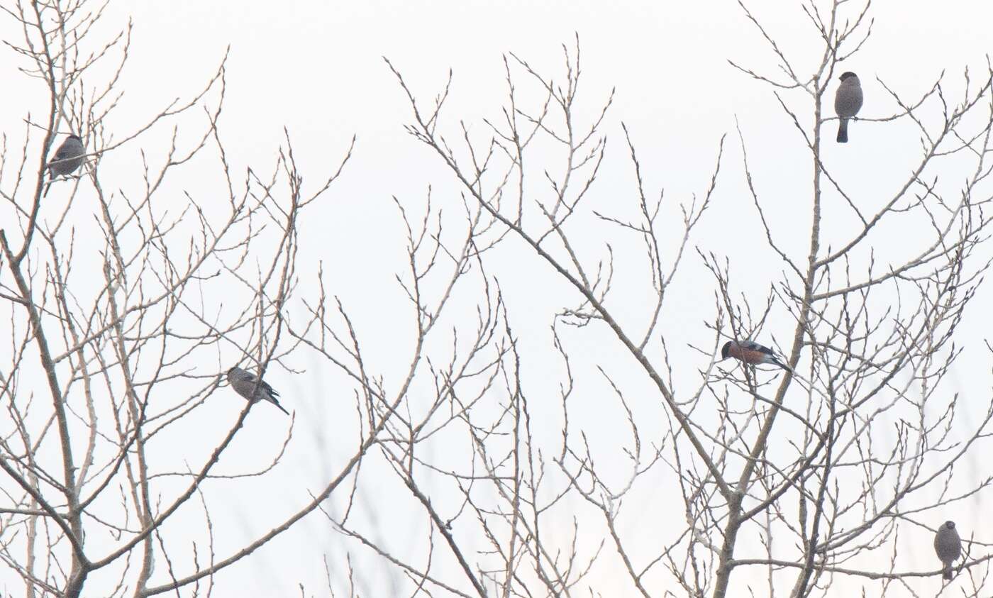 Image of Eurasian bullfinch