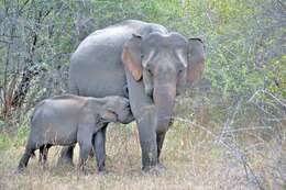 Image of Sri Lankan elephant