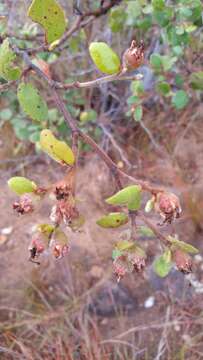 Image de Xerochlamys diospyroidea (Baill.) F. Gérard