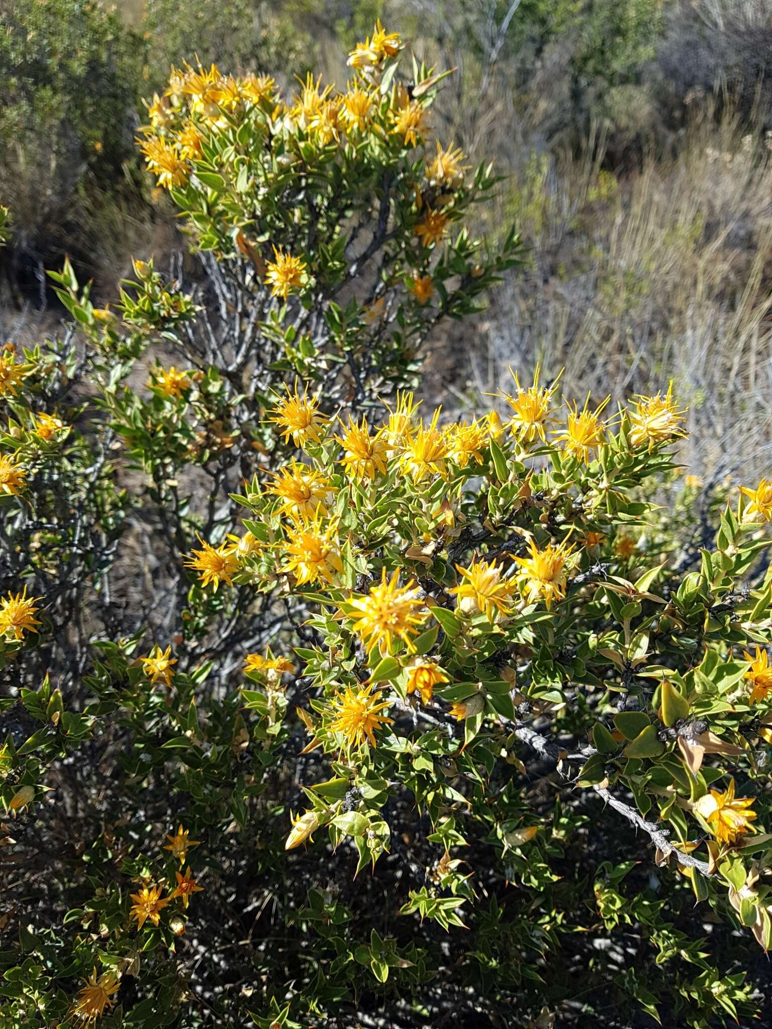 Image of Chuquiraga avellanedae Lorentz