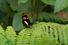 Image de Heliconius telesiphe Doubleday (1847)