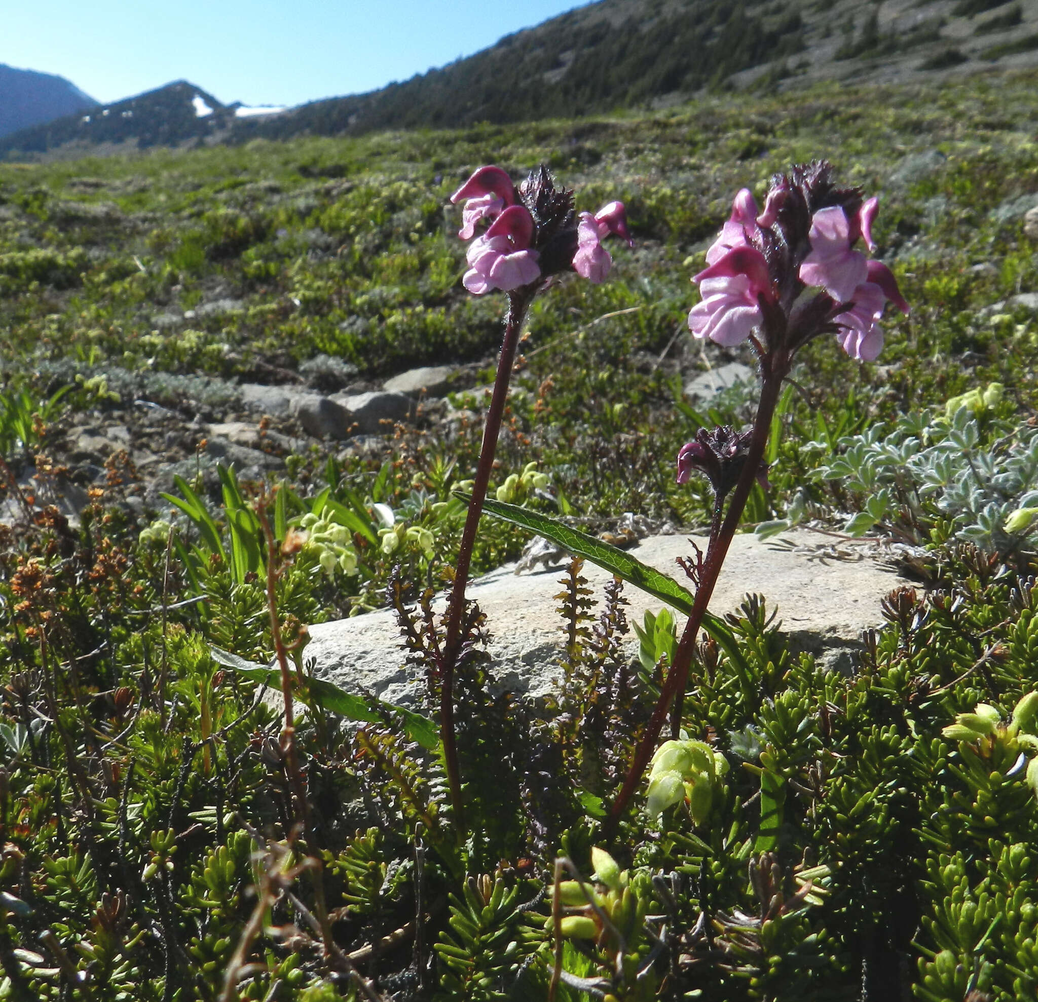 Imagem de <i>Pedicularis ornithorhynchos</i> Bentham