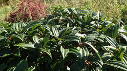 Image de Viburnum davidii Franch.