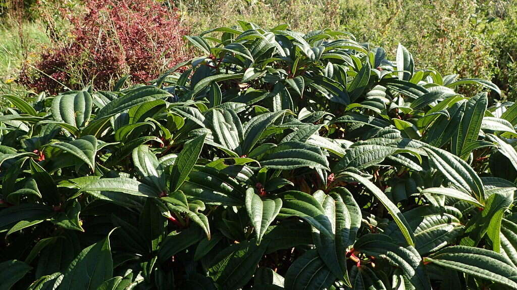 Image de Viburnum davidii Franch.