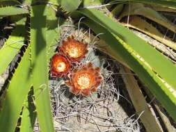 Image of Chihuahuan fishhook cactus