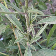 Image of Hermbstaedtia fleckii (Schinz) Bak. & C. B. Cl.