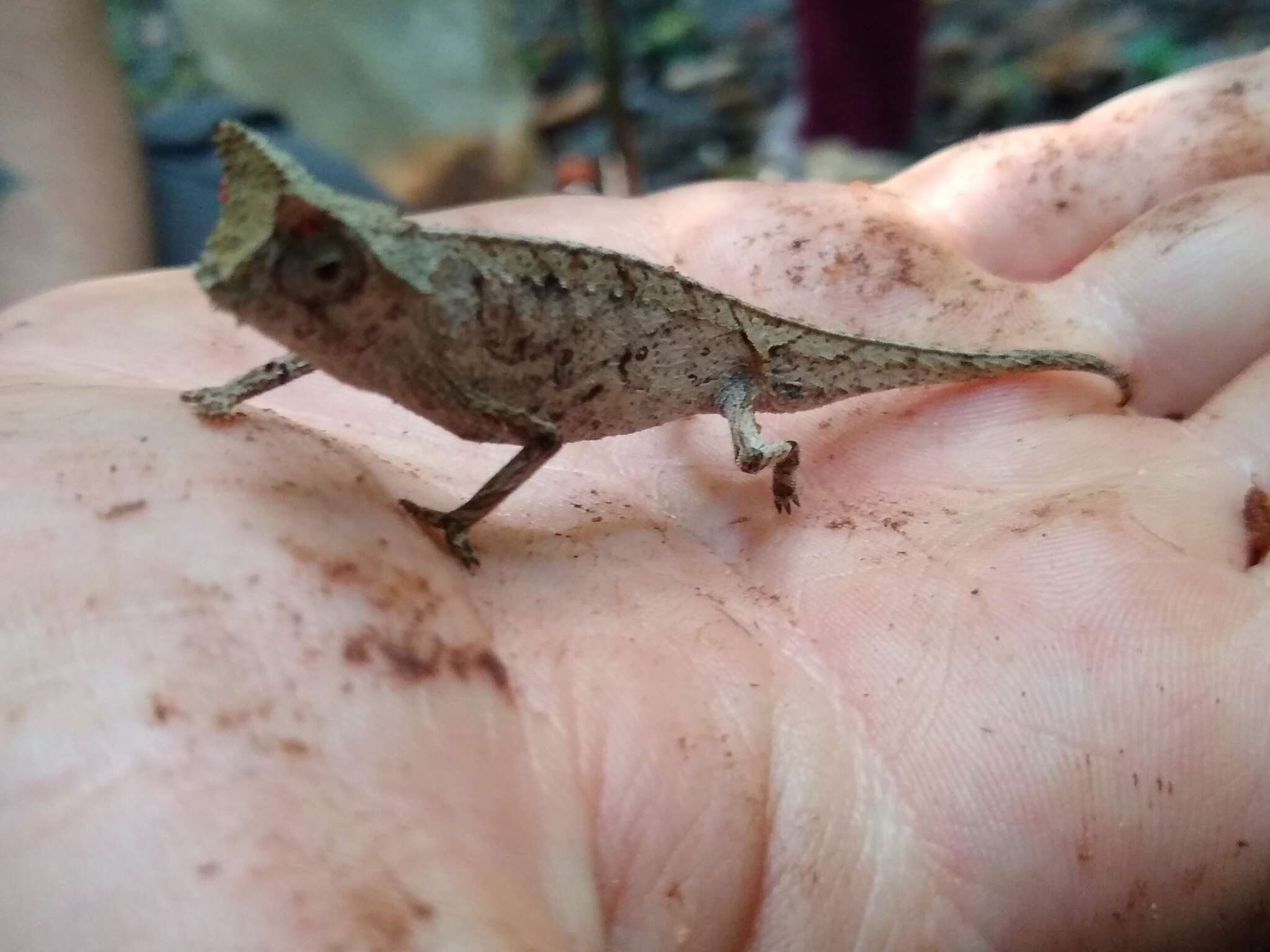 Image of Perinet Leaf Chameleon