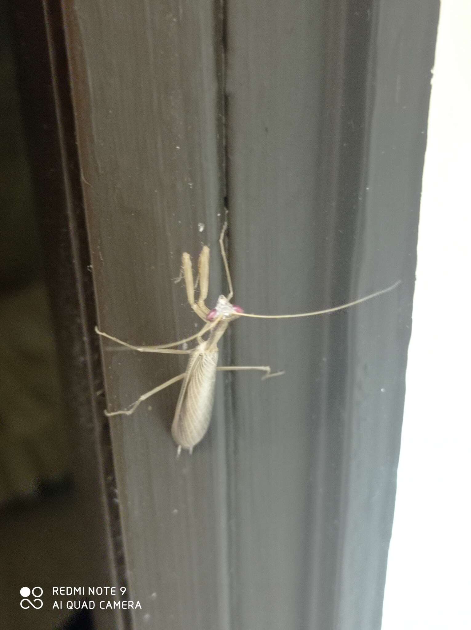 Image of Egyptian praying mantis