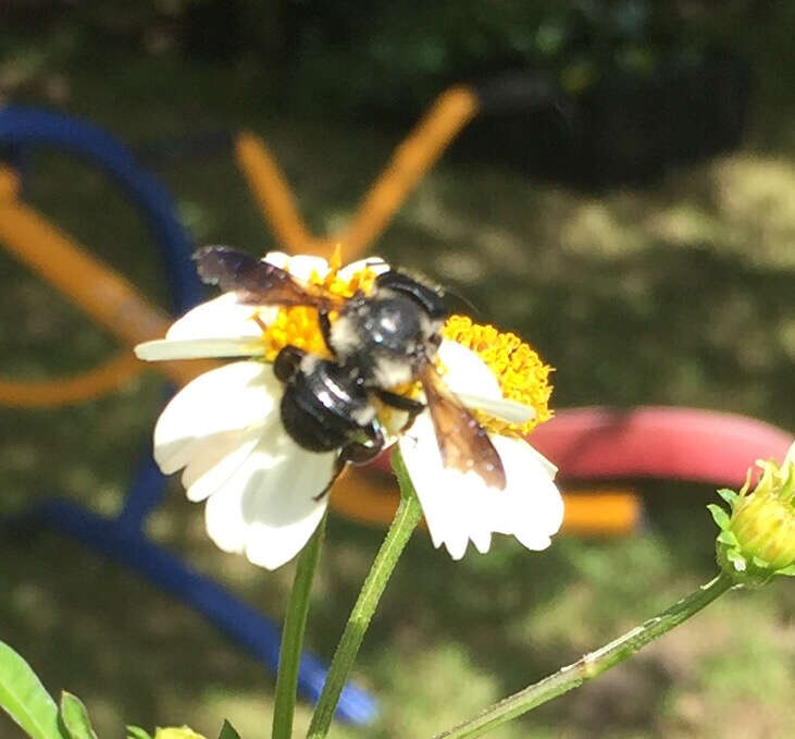 Image of Carpenter-mimic Leaf-cutter Bee