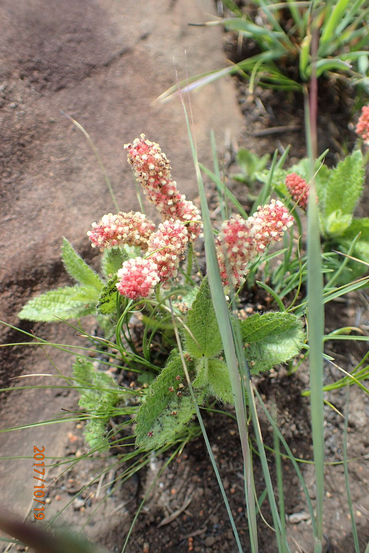 Image of Acalypha peduncularis Meisn. ex C. Krauss