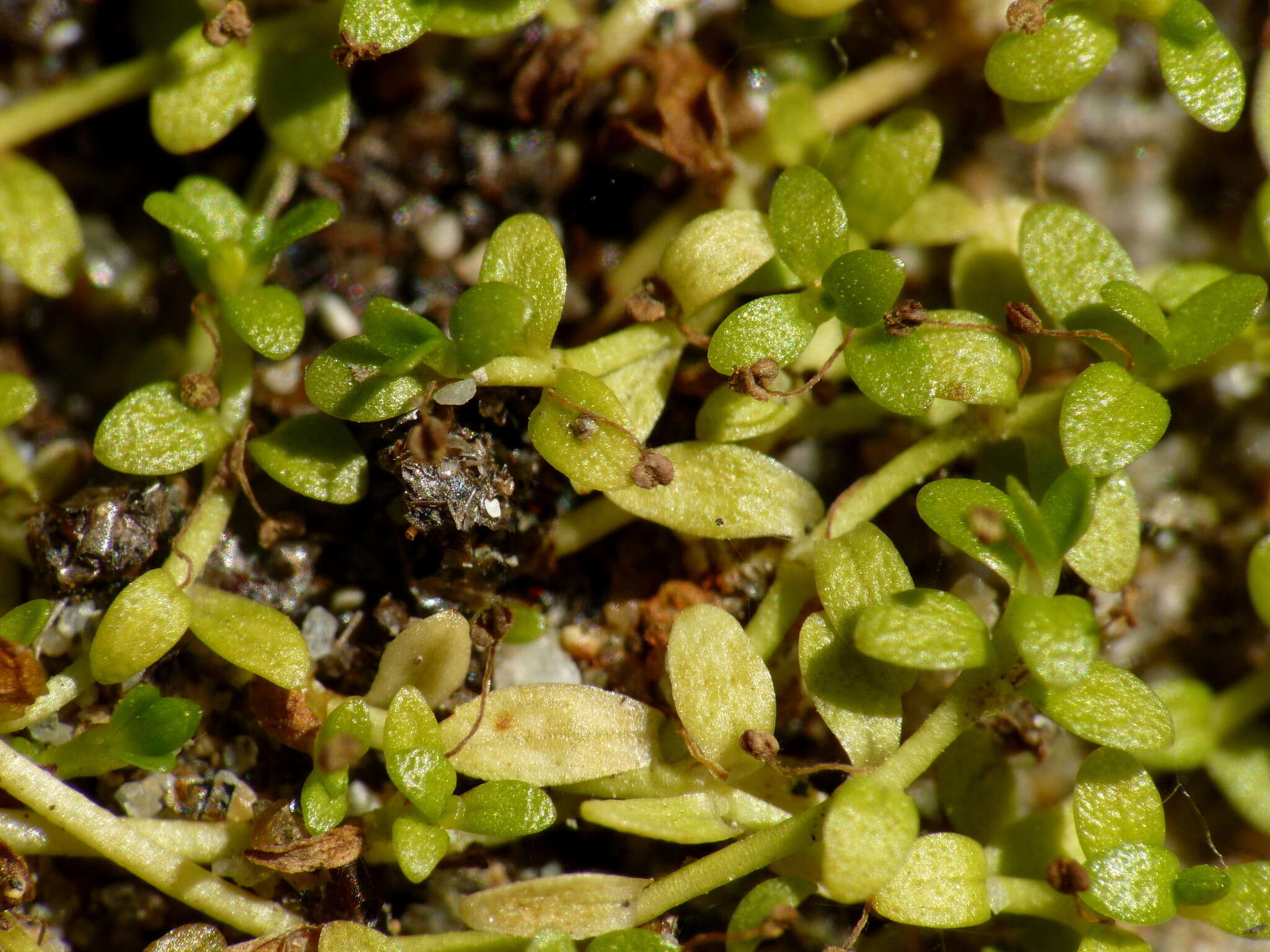 Image of Callitriche petriei R. Mason