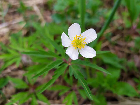 Image of Anemone uralensis Fisch. ex DC.