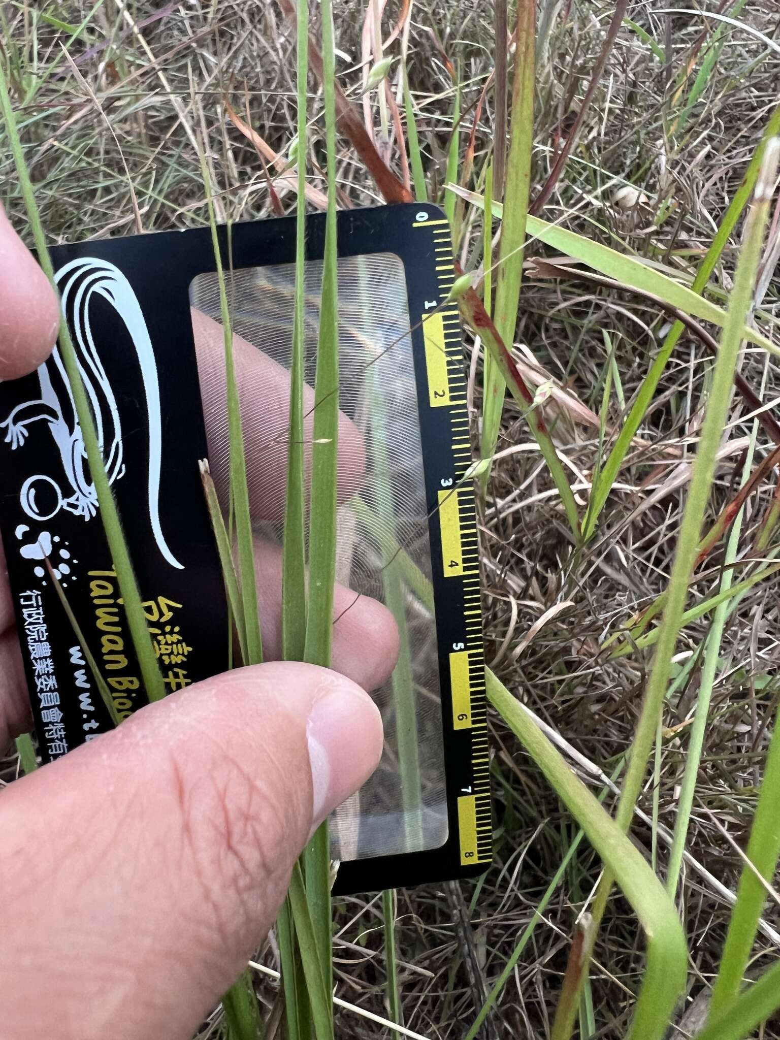 Image of Panicum elegantissimum Hook. fil.