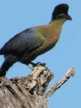 Image of Purple-crested Turaco