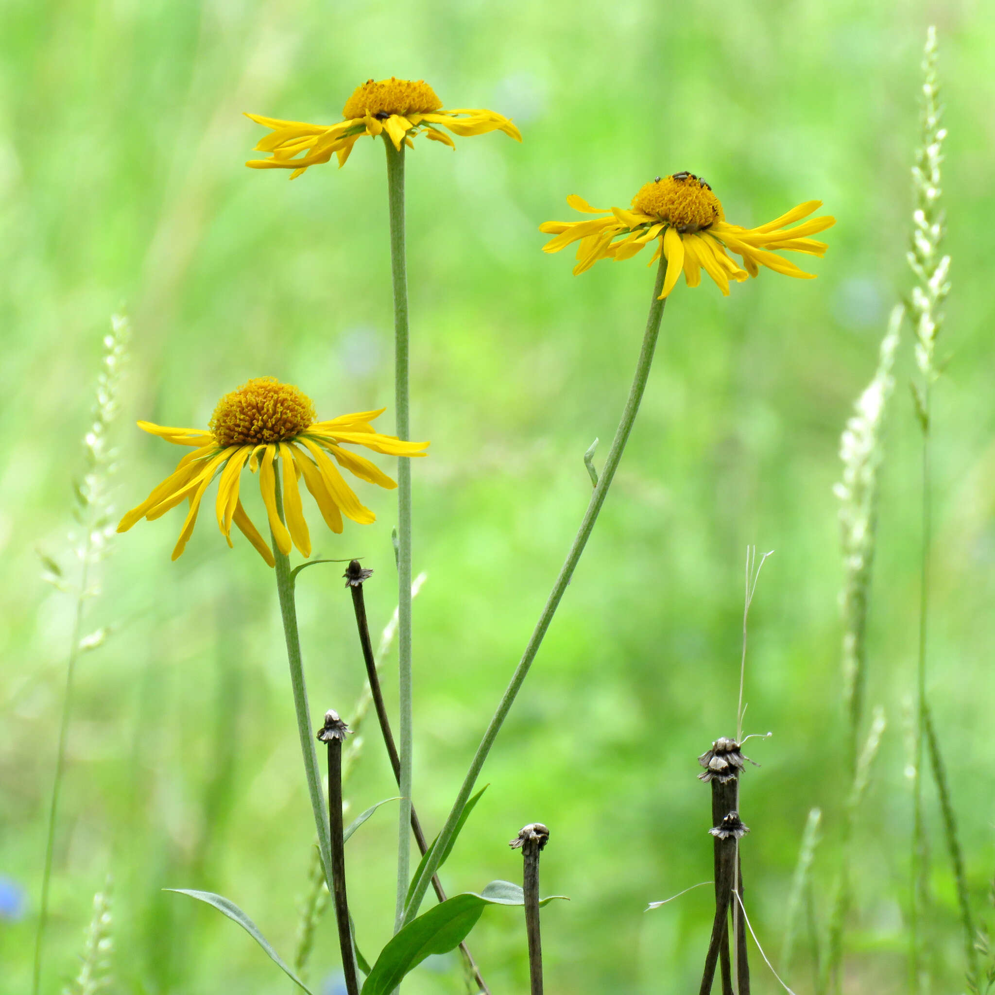 Image of owl's-claws