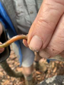 Image of Cooloola Snake-skink