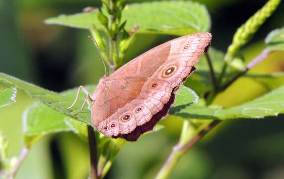 صورة <i>Bicyclus safitza aethiops</i>