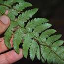 صورة Polystichum subintegerrimum (Hook. & Arn.) R. Rodr.