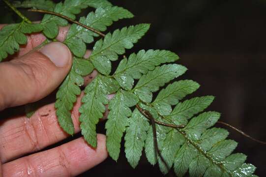 Image of Polystichum subintegerrimum (Hook. & Arn.) R. Rodr.