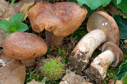 Image of Lactarius rubrocinctus Fr. 1863