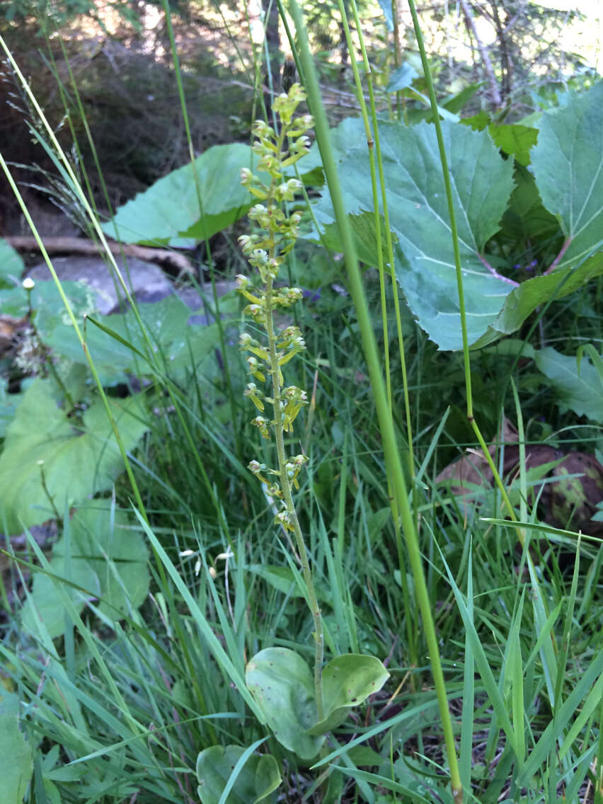 Image of Common twayblade