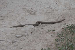 Image of Armenian Viper