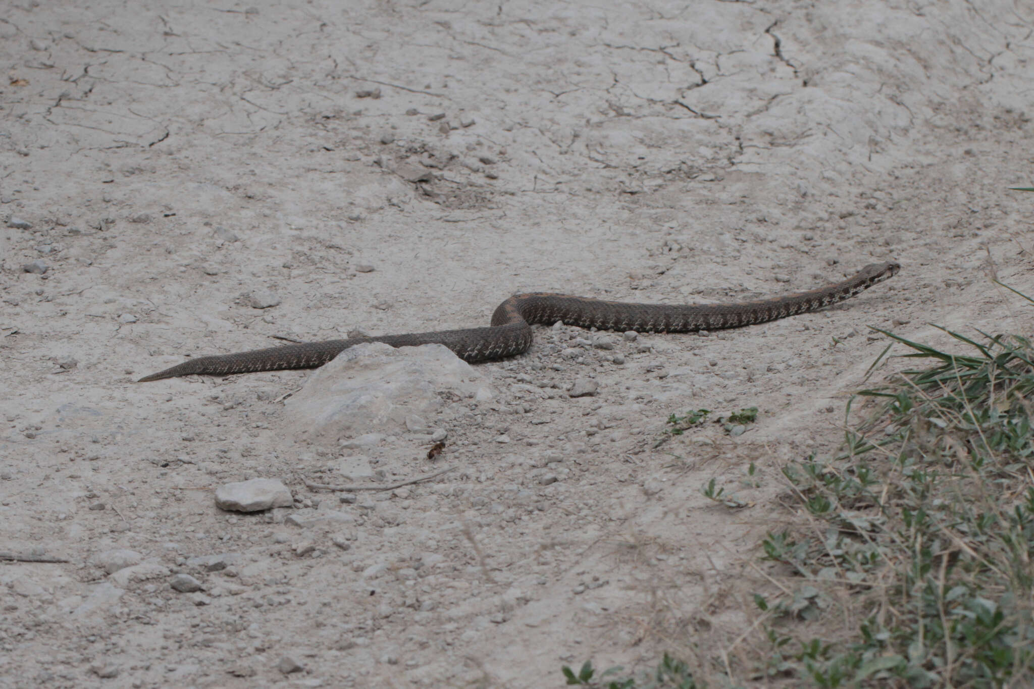 Image of Armenian Viper