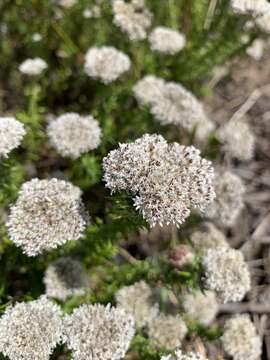 Image of Beautiful Blombush