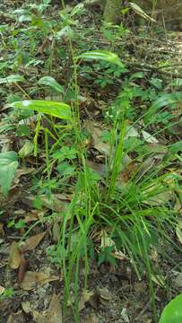 Image of Sharp-Scale Sedge