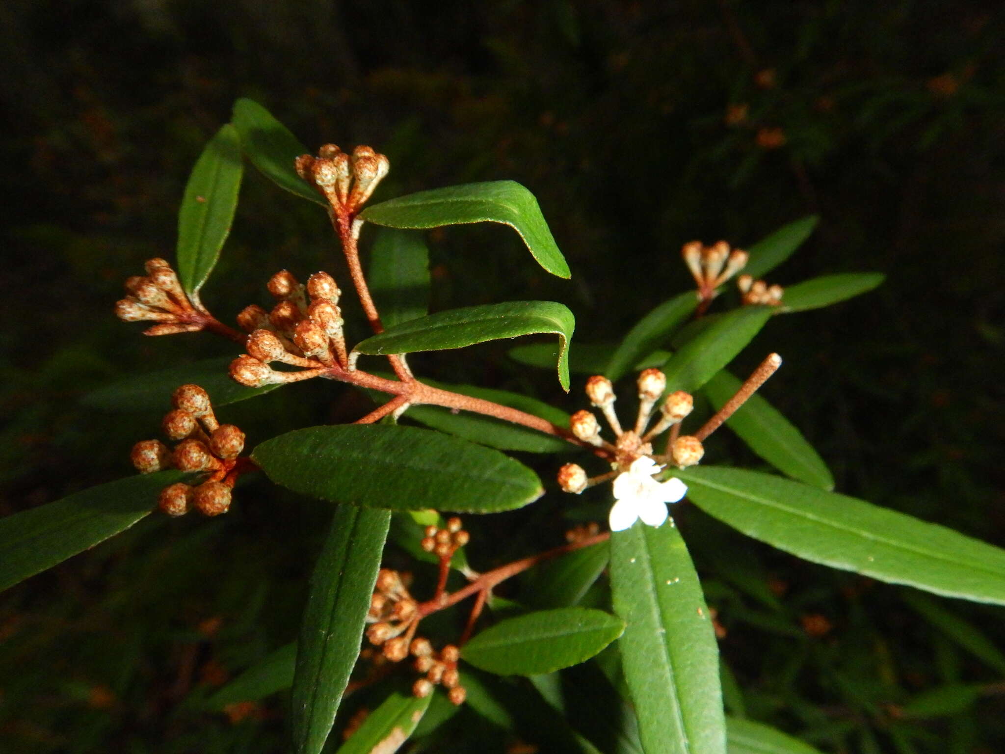 Image de Phebalium woombye (Bailey) Domin