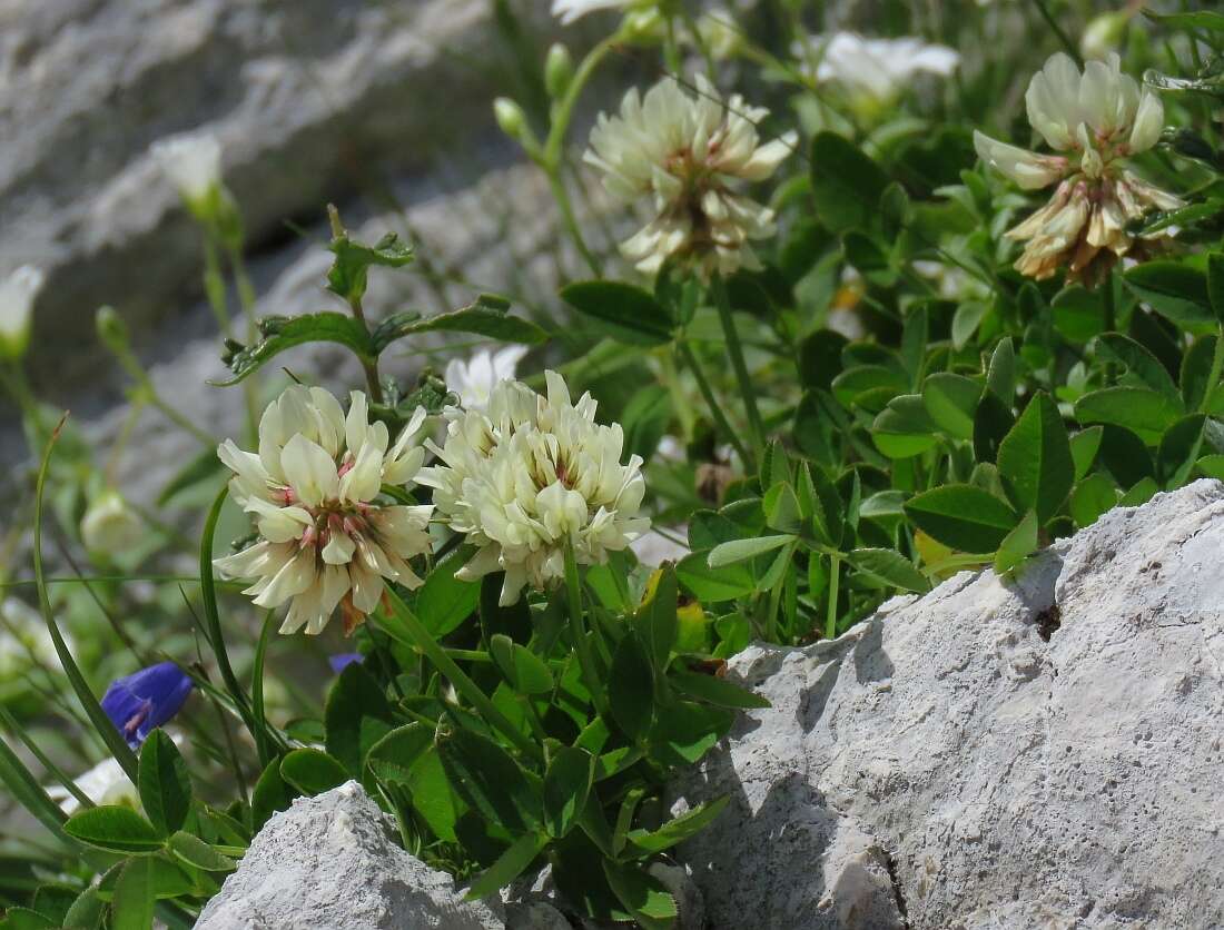 Imagem de Trifolium pallescens Schreb.