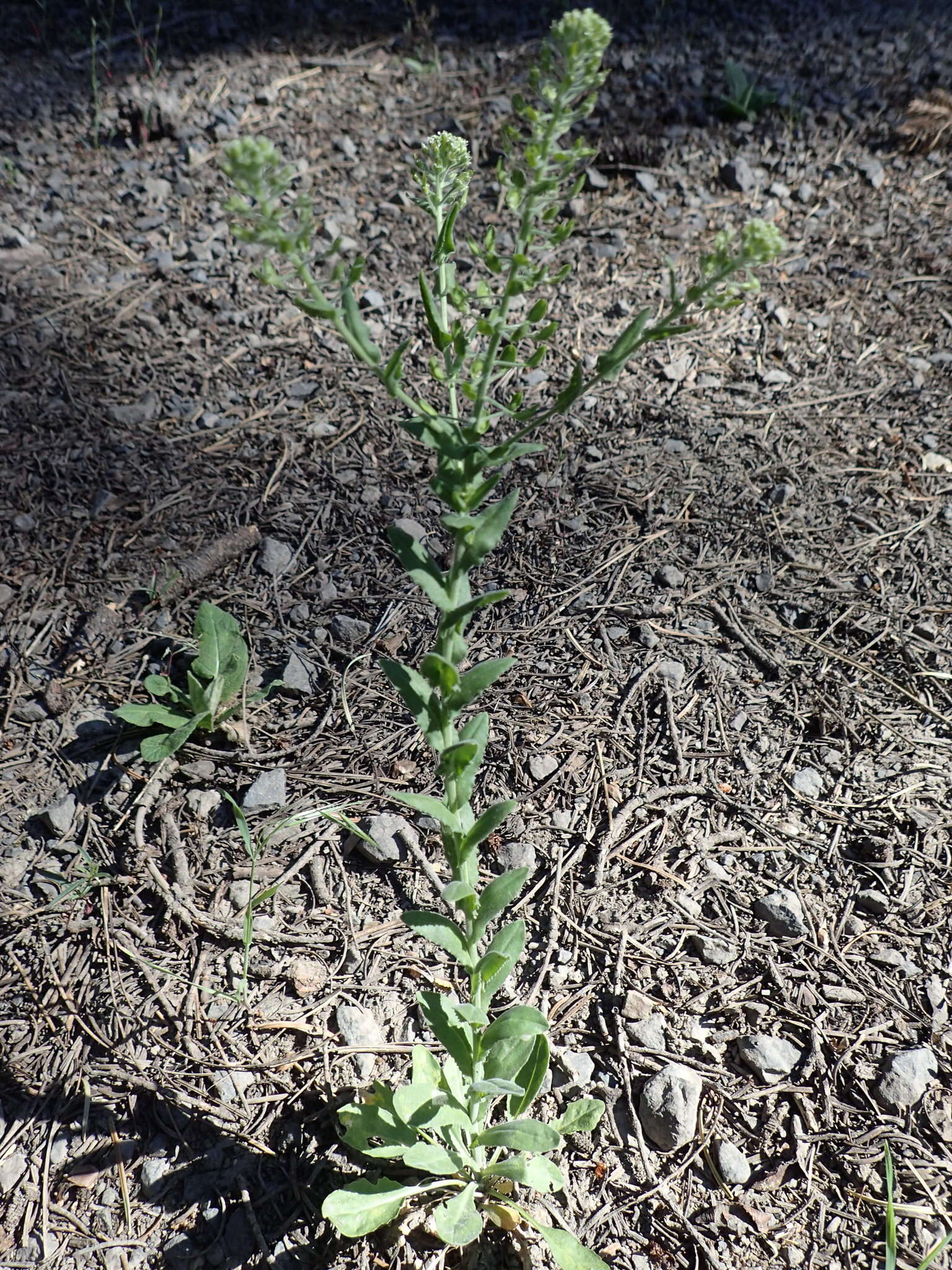 Image of field pepperweed