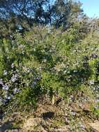 Image of Santa Barbara ceanothus