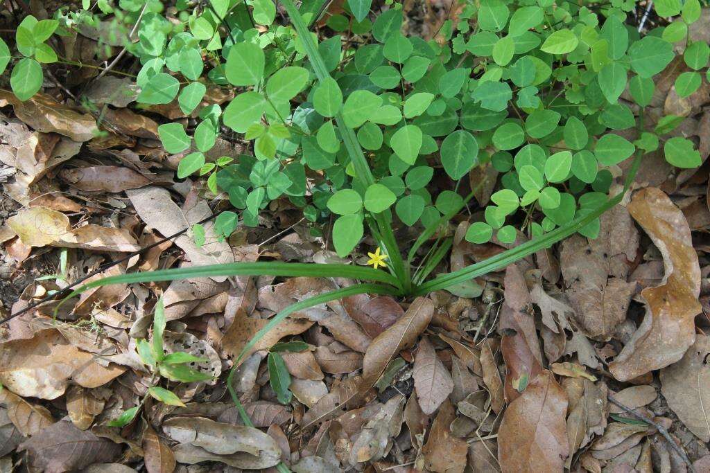 Image of Hypoxis potosina Brackett