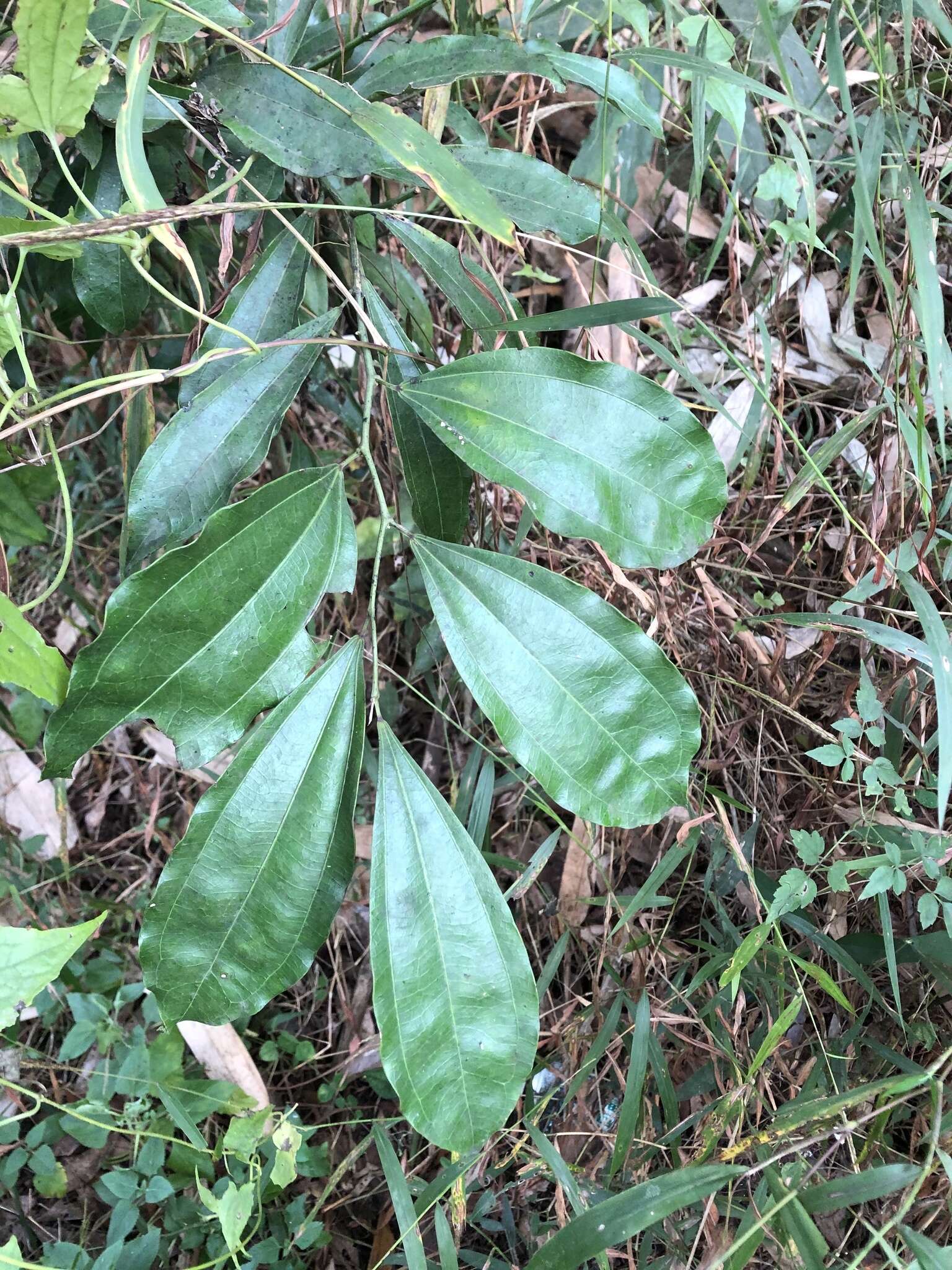 Image of laurel-leaf snailseed