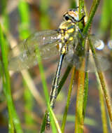 Image of Mountain Emerald