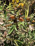 Image of Crotalaria lanceolata subsp. lanceolata