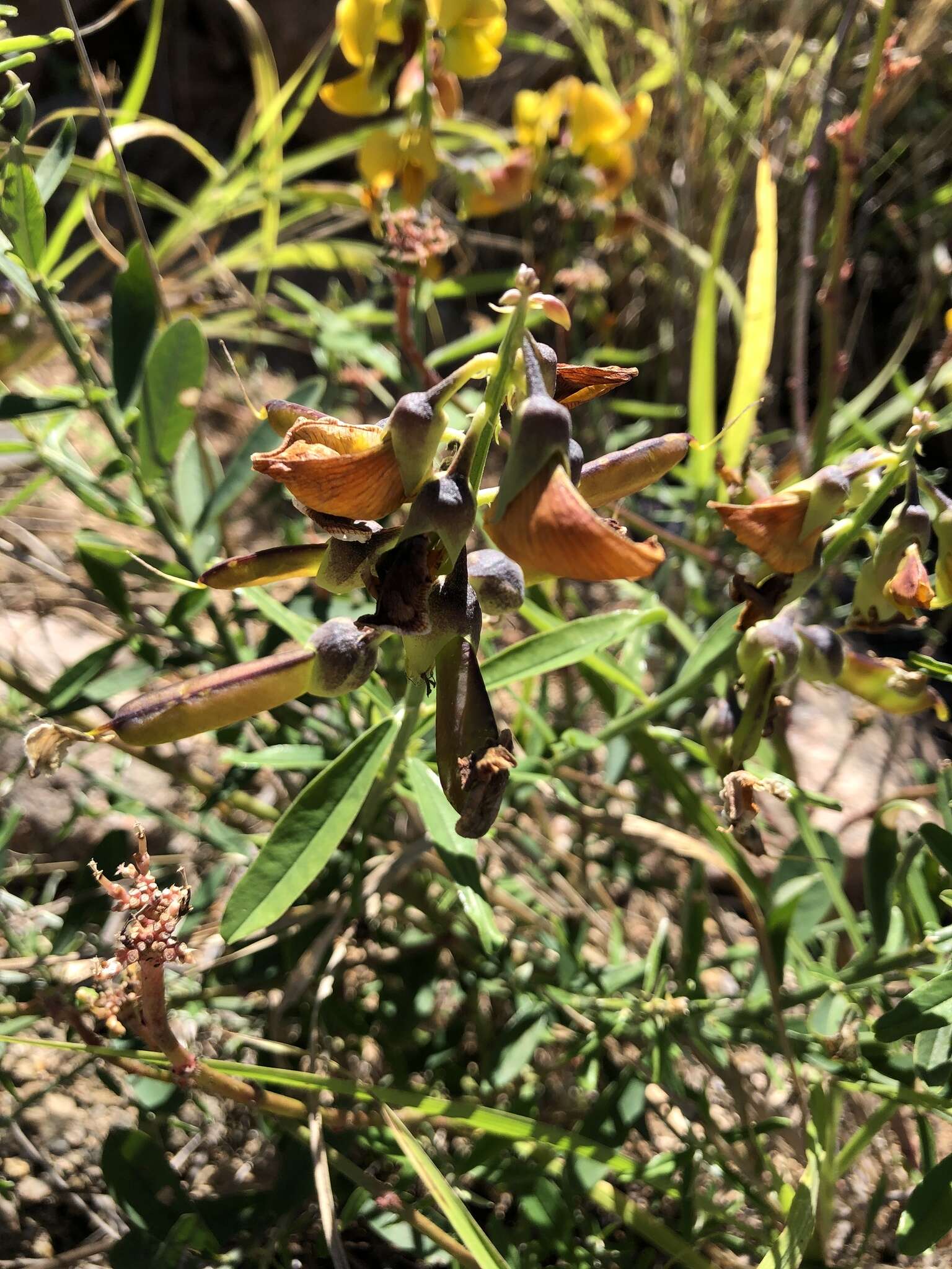 Image of Crotalaria lanceolata subsp. lanceolata