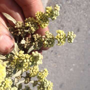 صورة Buddleja sessiliflora Kunth