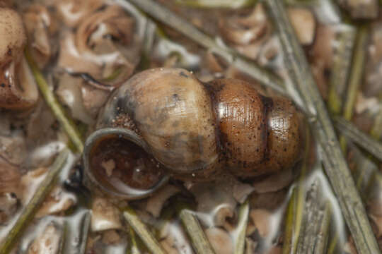 Coxiella striata (Reeve 1842) resmi