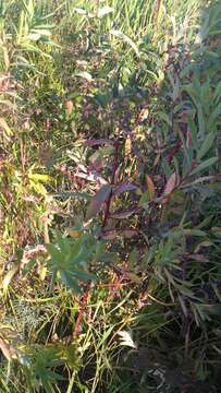 Image of Marsh Spurge