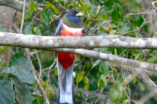 Plancia ëd Trogon elegans Gould 1834