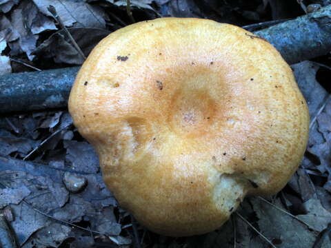 Image of Lactarius croceus Burl. 1908