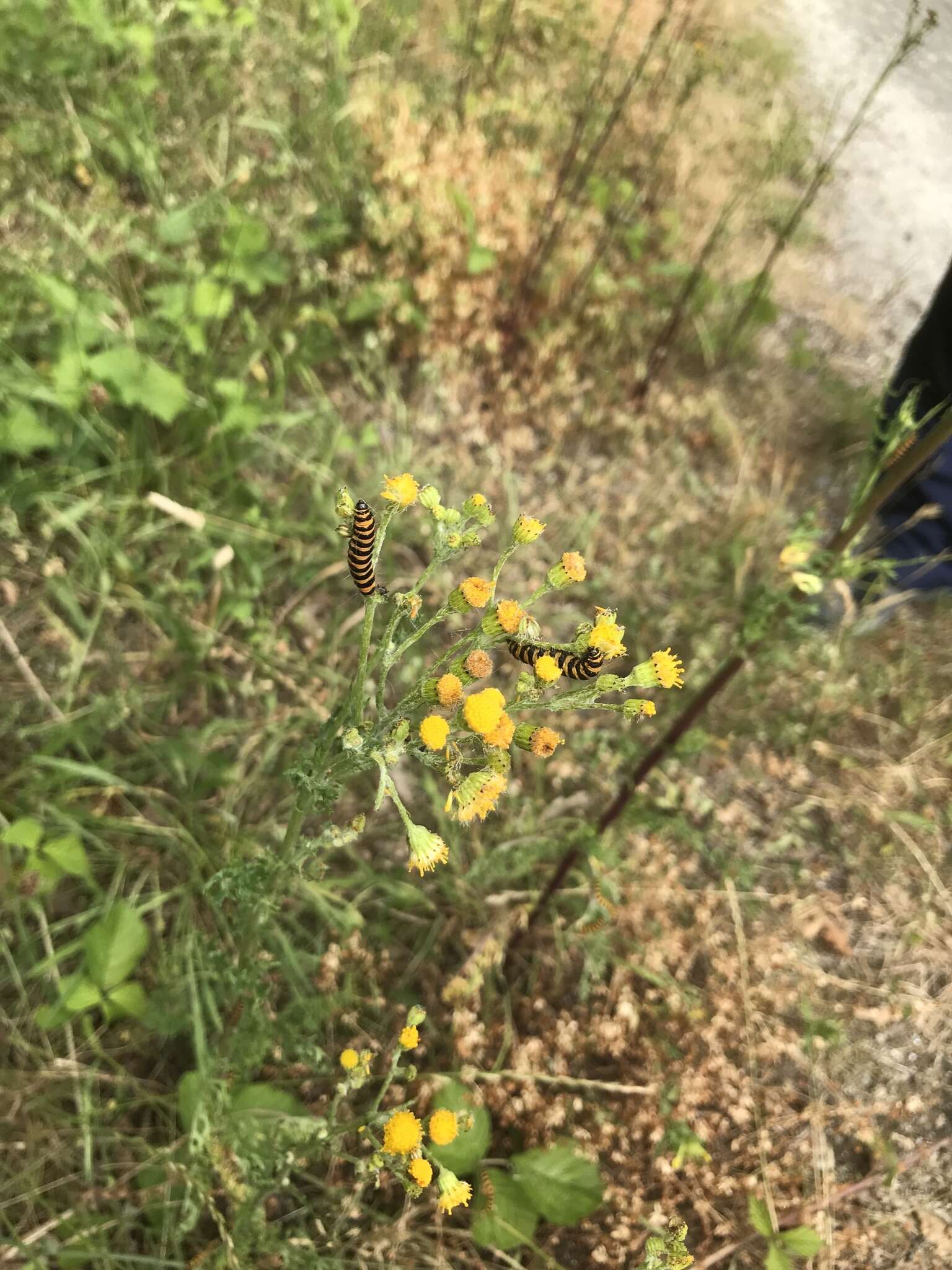 Sivun Jacobaea vulgaris subsp. dunensis (Dumort.) Pelser & Meijden kuva