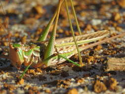 Image of Metaballus frontalis (Walker & F. 1869)