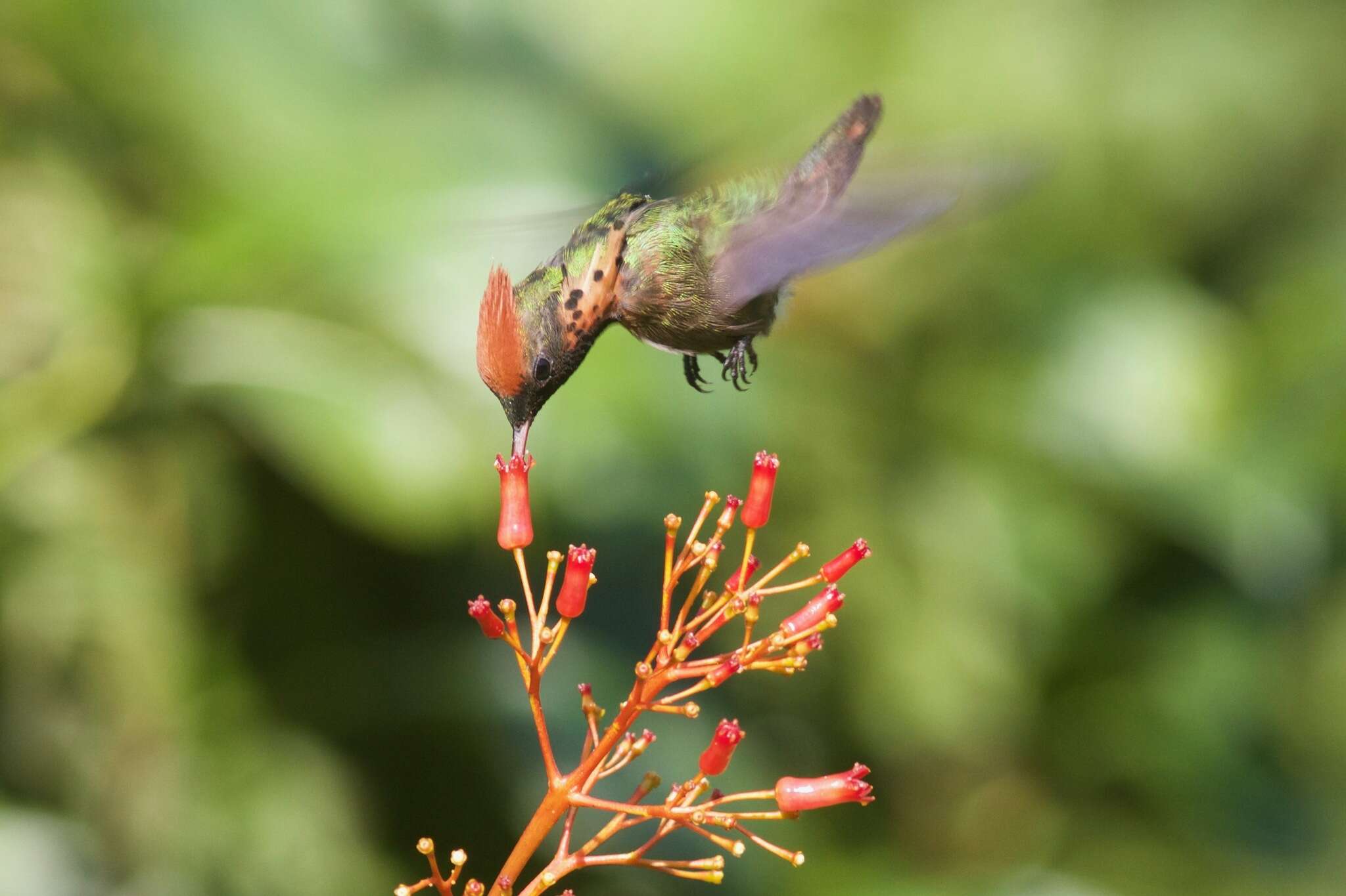 Lophornis ornatus (Boddaert 1783) resmi